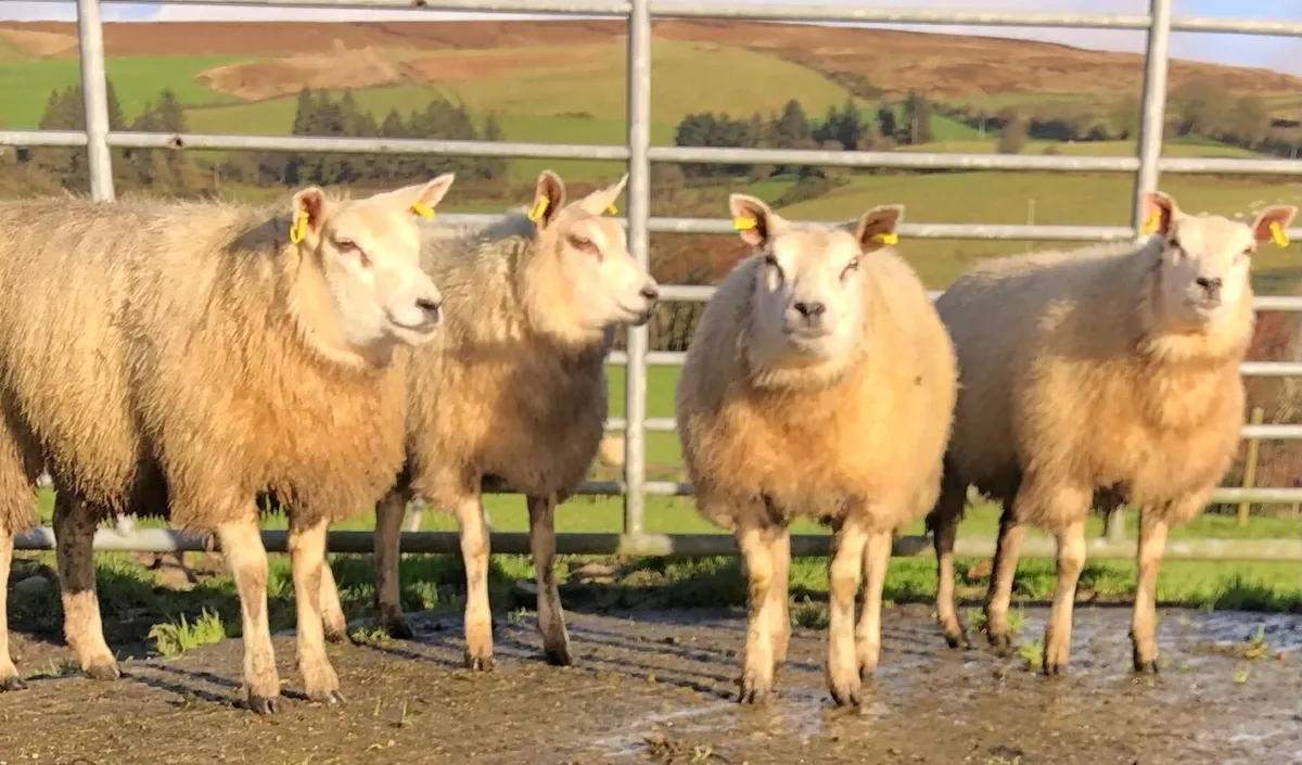 Pedigree beltex ewe lambs - Image 1
