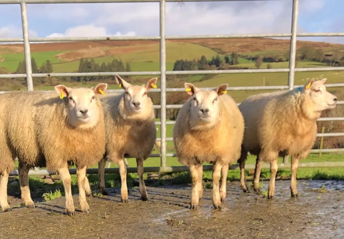 Pedigree beltex ewe lambs - Image 2