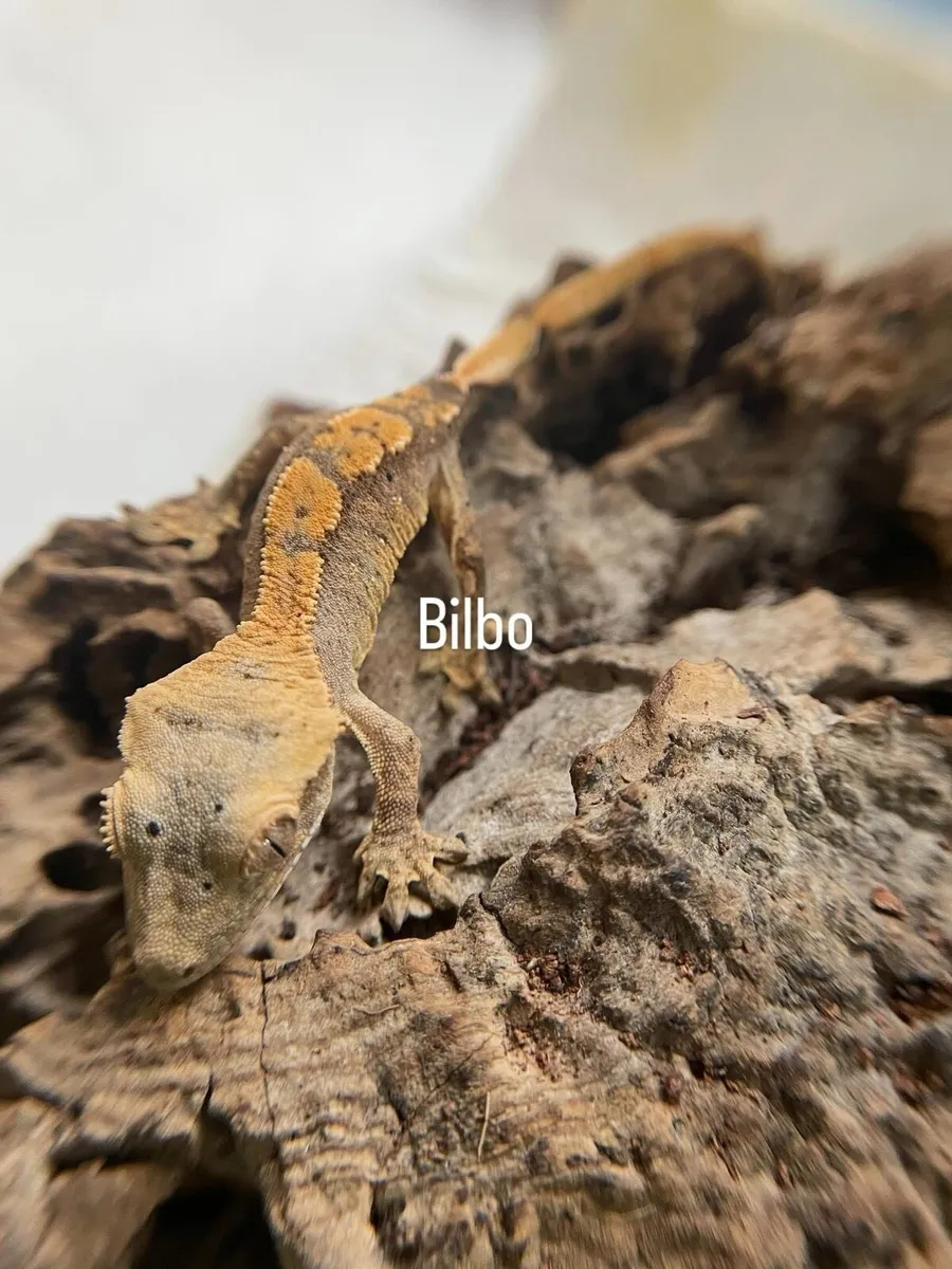 Baby crested geckos - Image 1