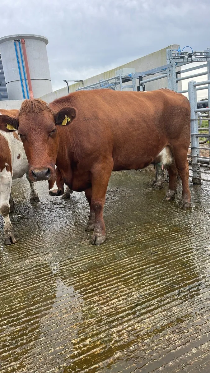 Empty milking cows for sale - Image 1