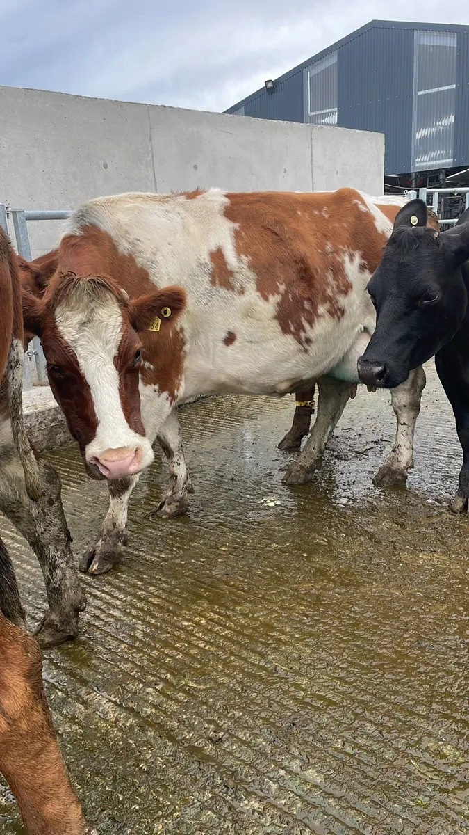 Empty milking cows for sale - Image 2