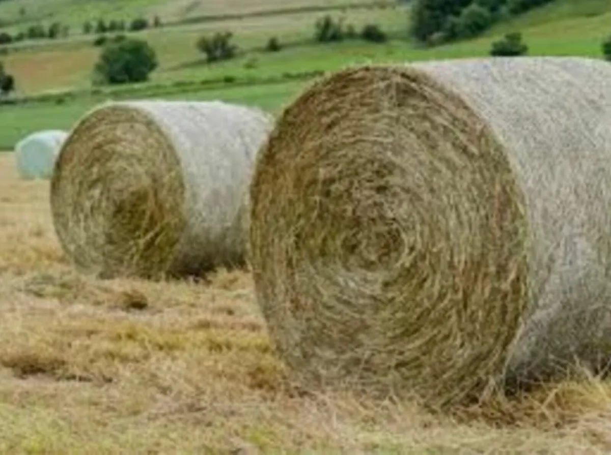 Hay