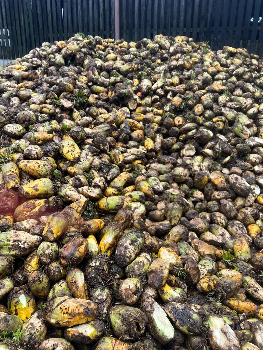 Clean Fodder beet - Image 1