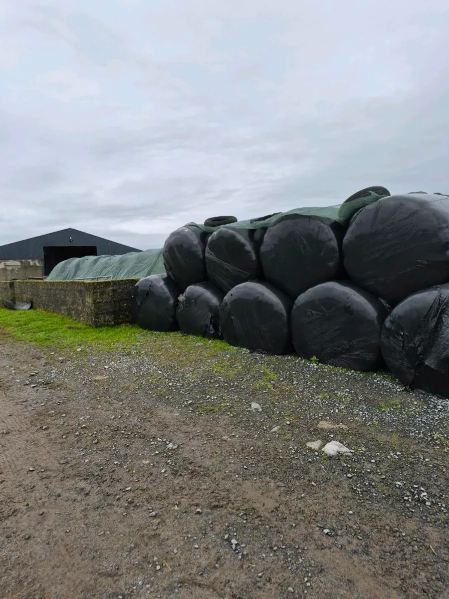 Silage Bales - Image 2