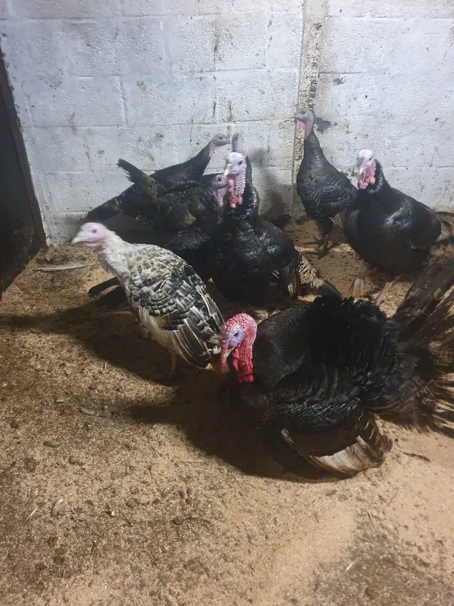 Free range turkeys - Image 1