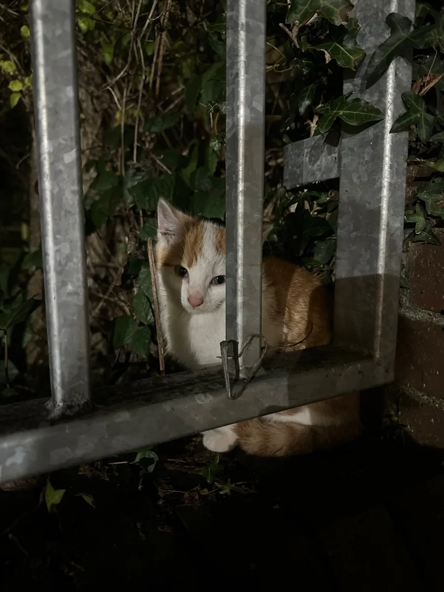 UPDATE: KITTEN IN SHELTER - Image 2