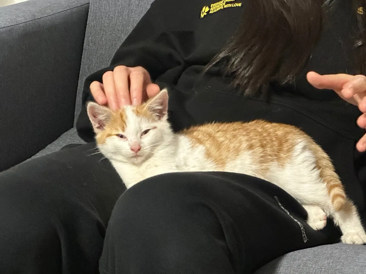UPDATE: KITTEN IN SHELTER - Image 3