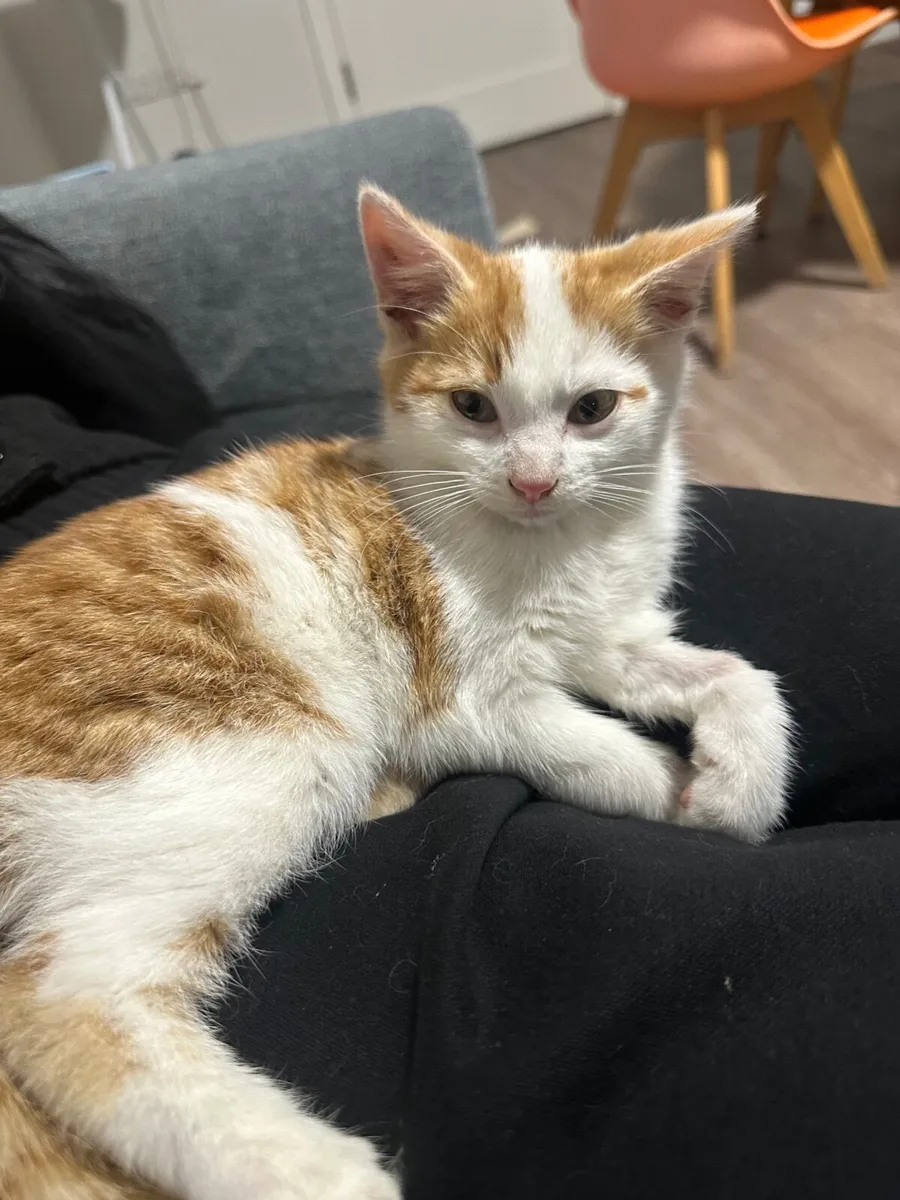 UPDATE: KITTEN IN SHELTER - Image 4