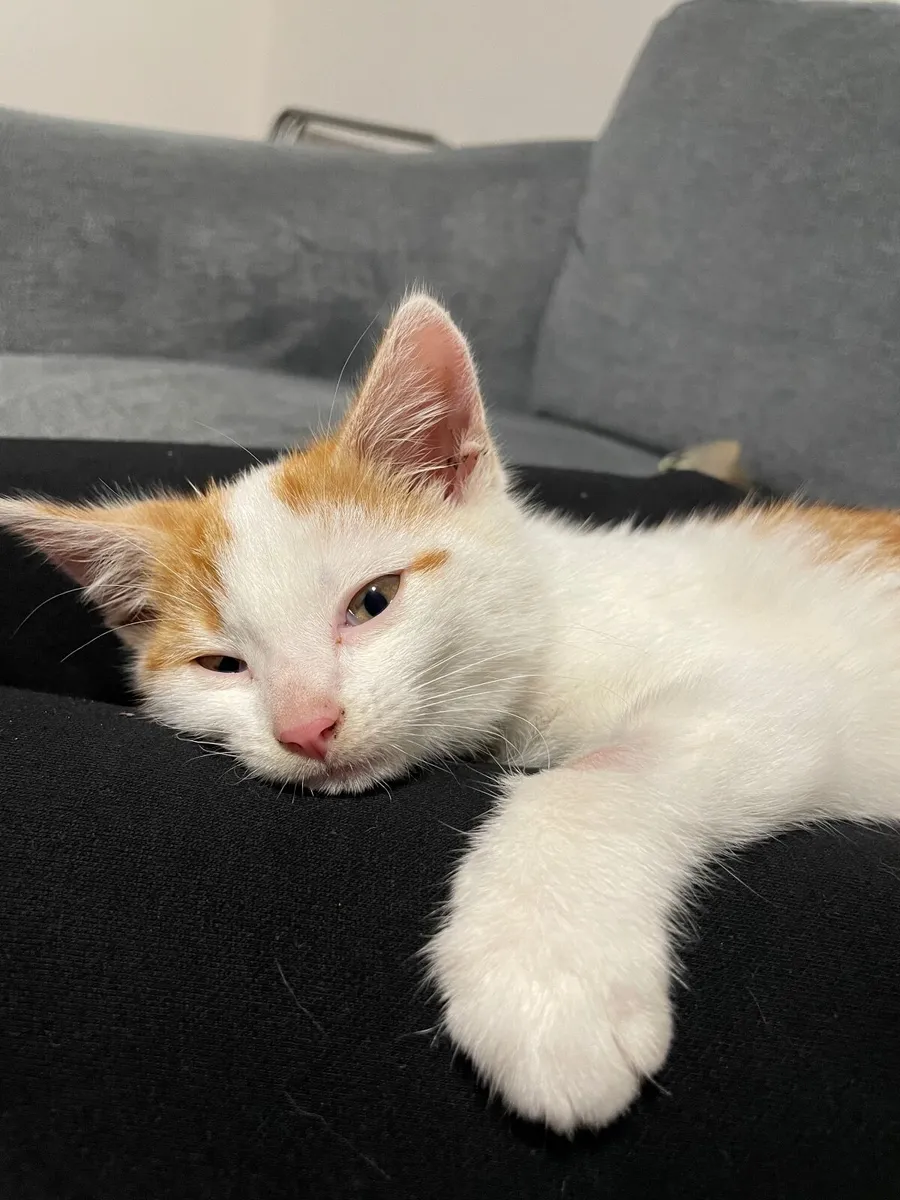 UPDATE: KITTEN IN SHELTER - Image 1