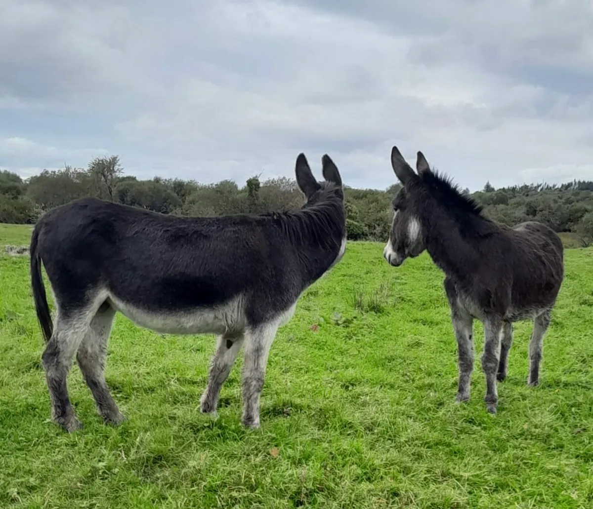 Two Mare Donkeys - Image 2