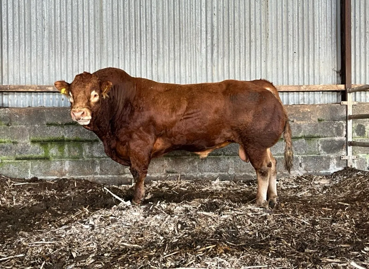 Tomschoice Oriflamme semen straws - Image 1