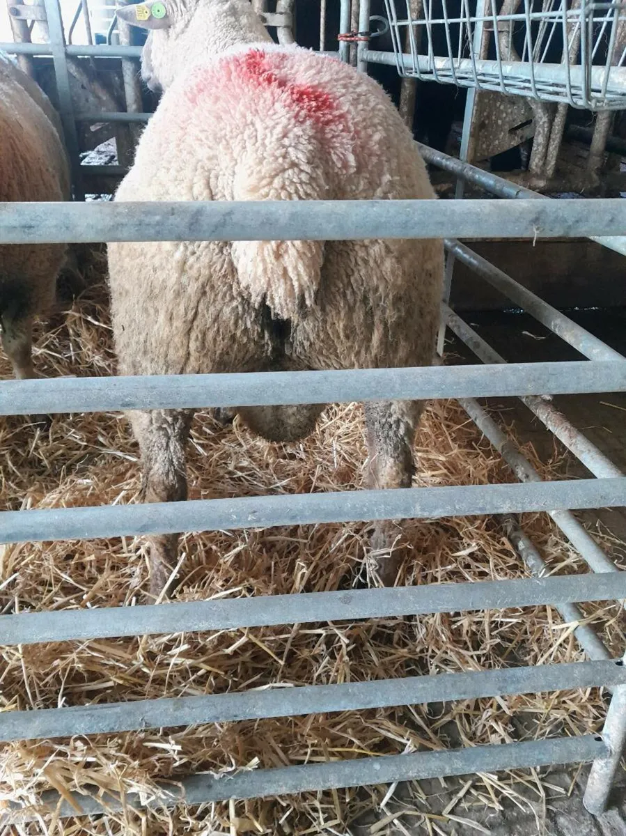 Vendeen Hogget Ram - Image 3