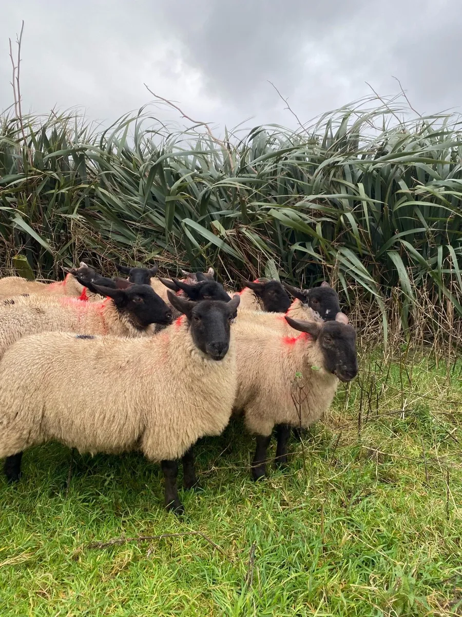 Suffolk mules for Ballina - Image 1