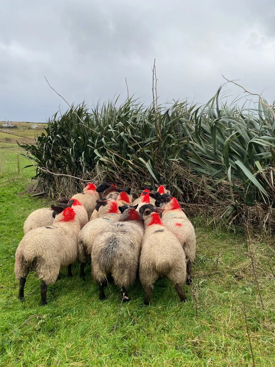 Suffolk mules for Ballina - Image 2