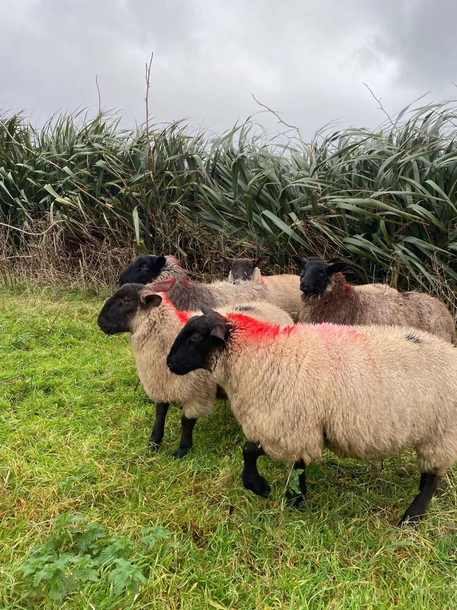 Suffolk mules for Ballina - Image 4