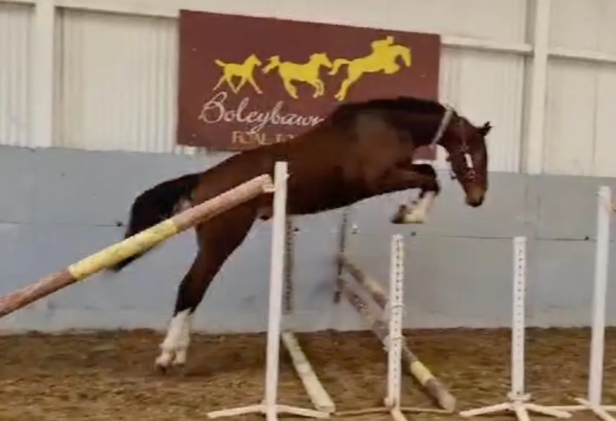 TOP QUALITY SELECTION OF YOUNG HORSES - Image 1