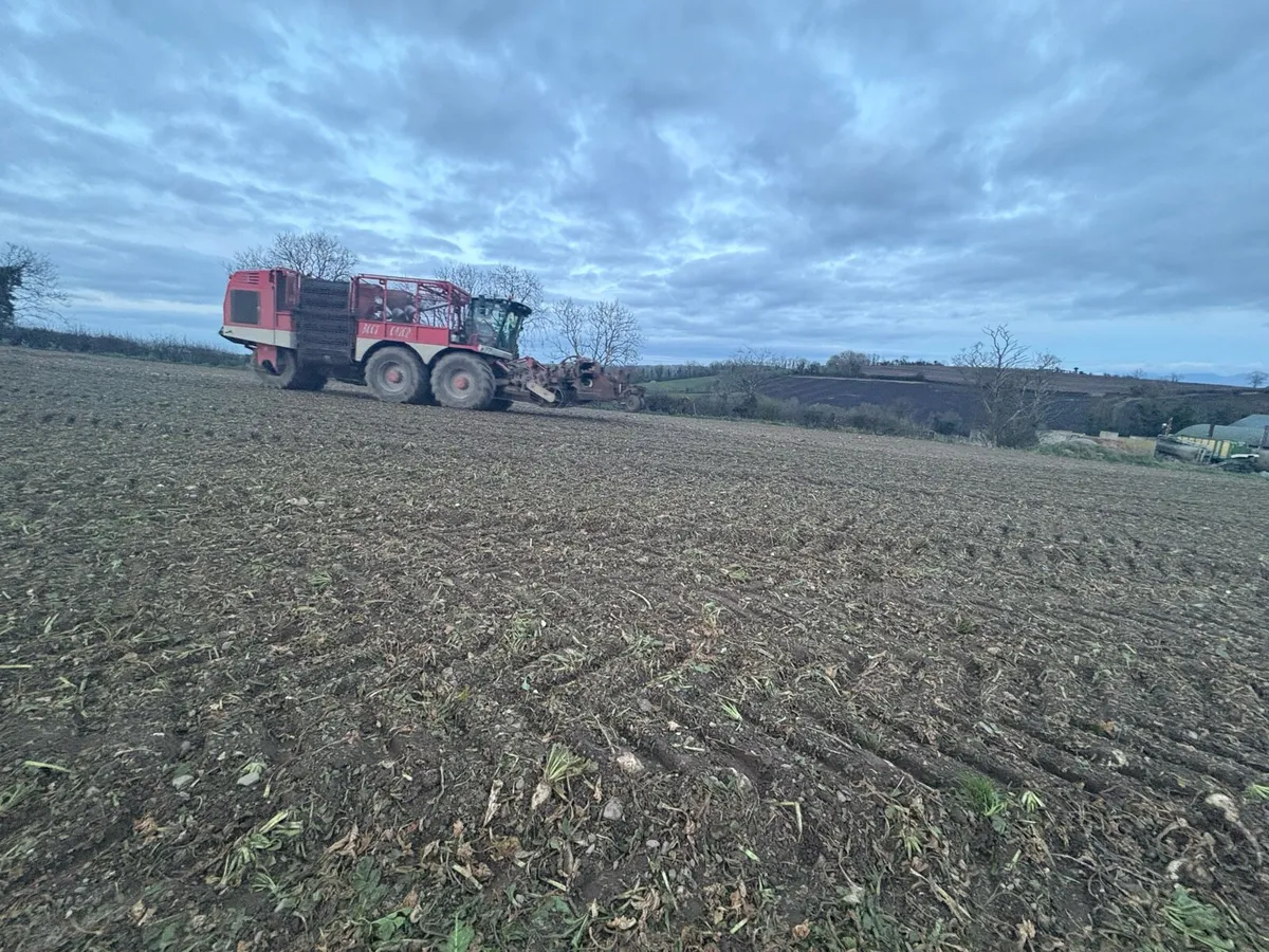 Fodder beet - Image 2