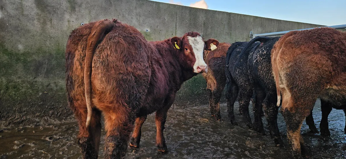 4 Exceptional LMX Breeding Heifers - Image 1