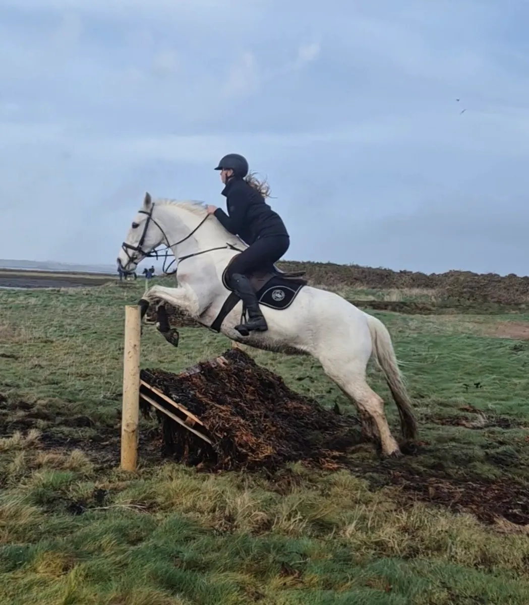 Allrounder pony - Image 1