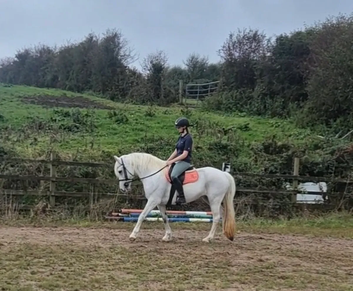 Allrounder pony - Image 3