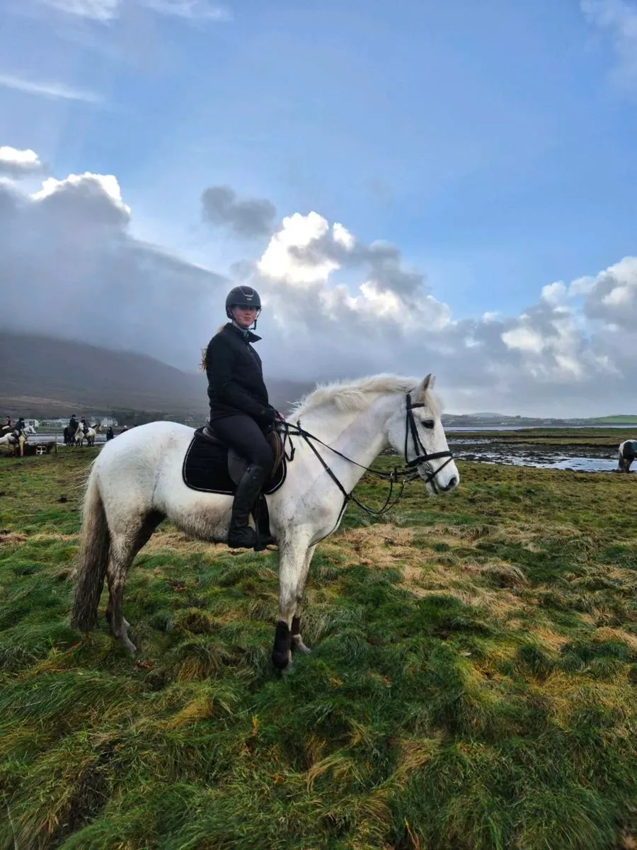 Allrounder pony - Image 4