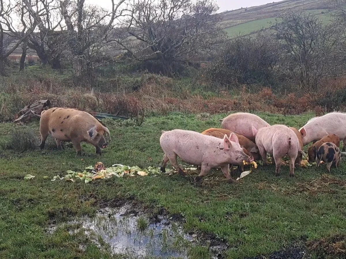 Organic finished pigs for sale - Image 3