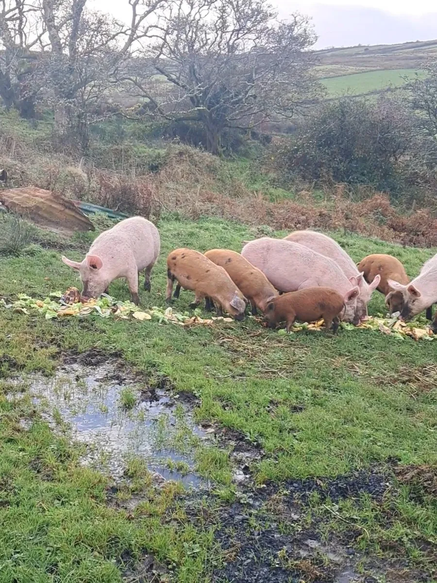 Organic finished pigs for sale - Image 4