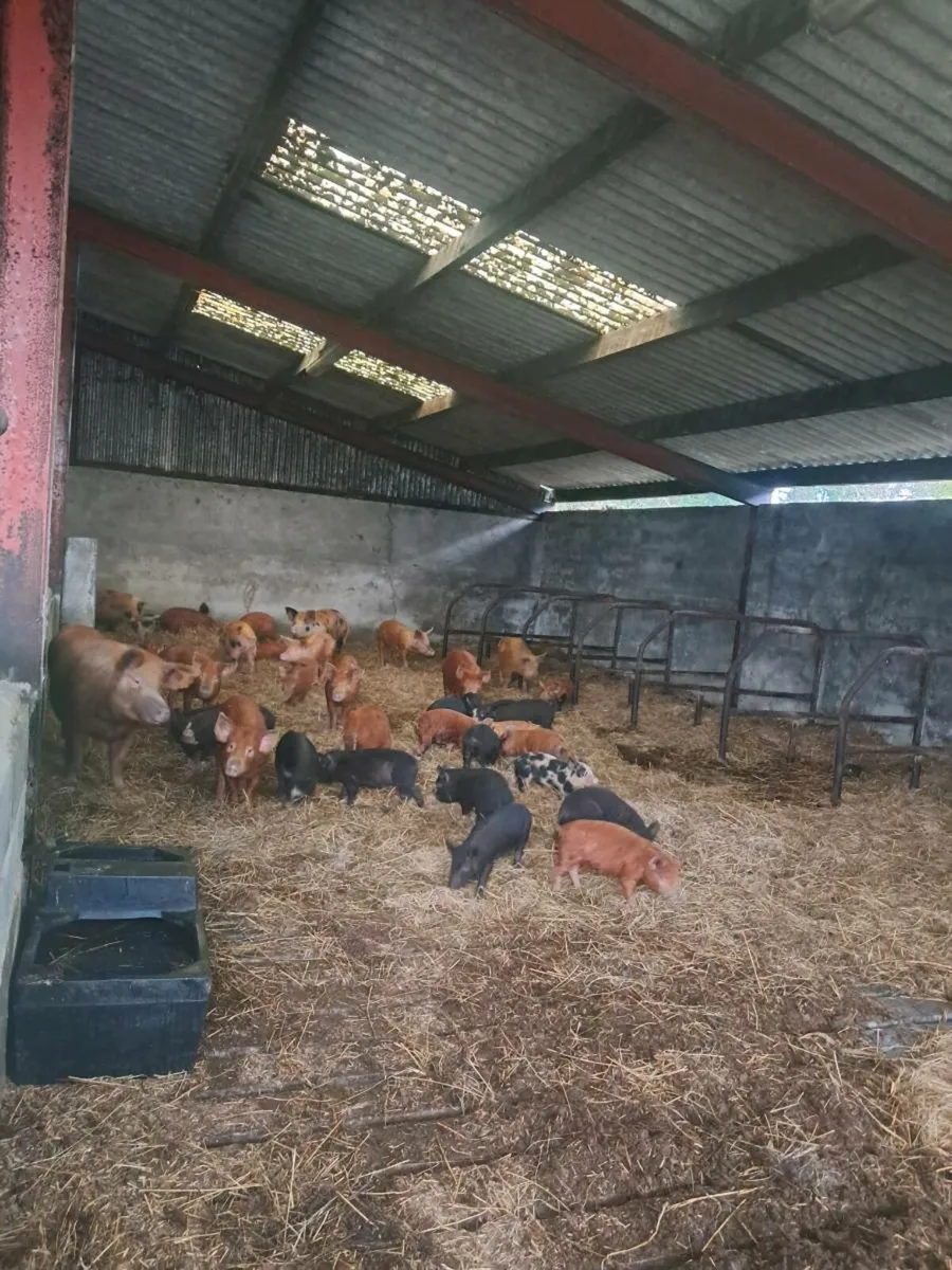 Organic finished pigs for sale - Image 1