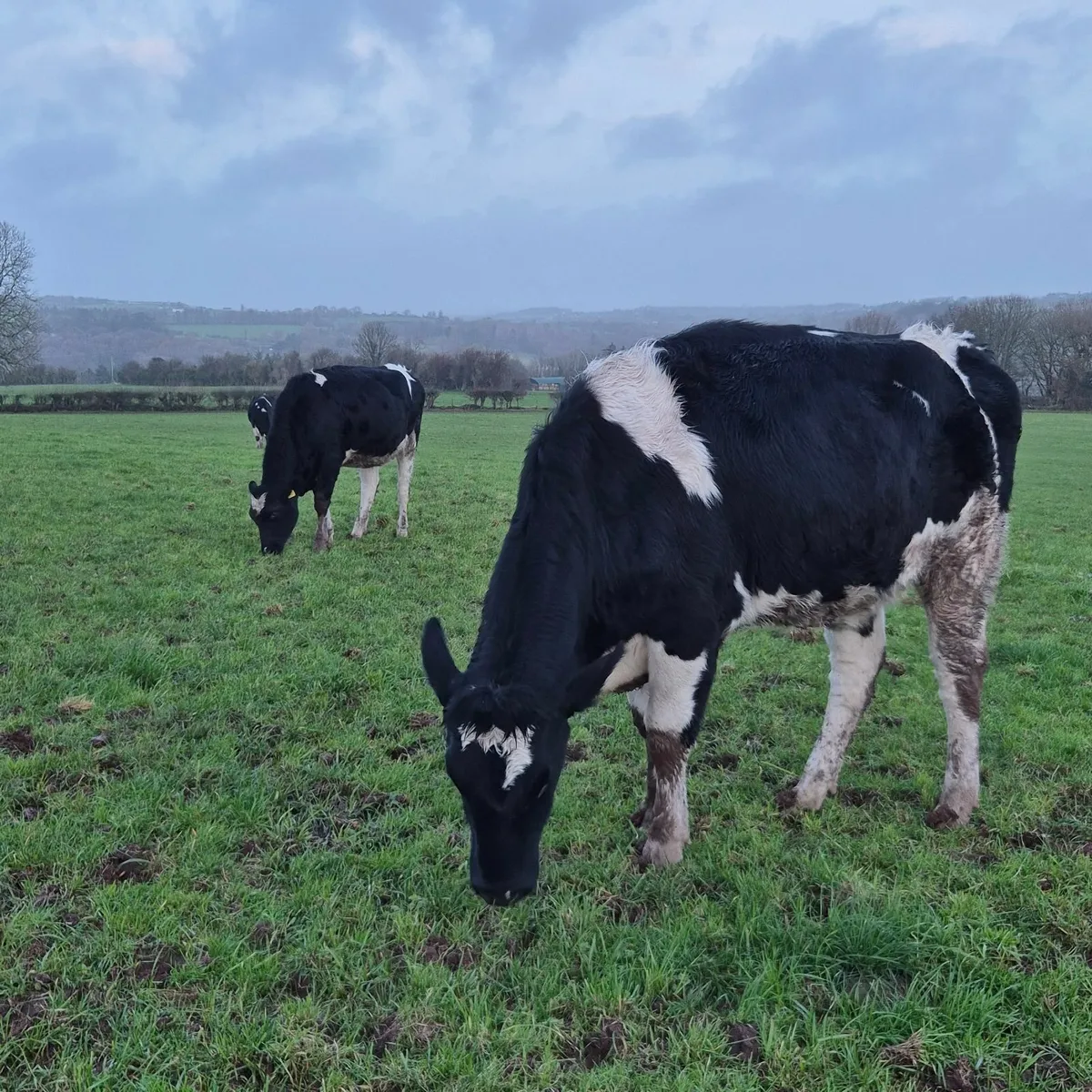 Incalf Fresian heifers - Image 4