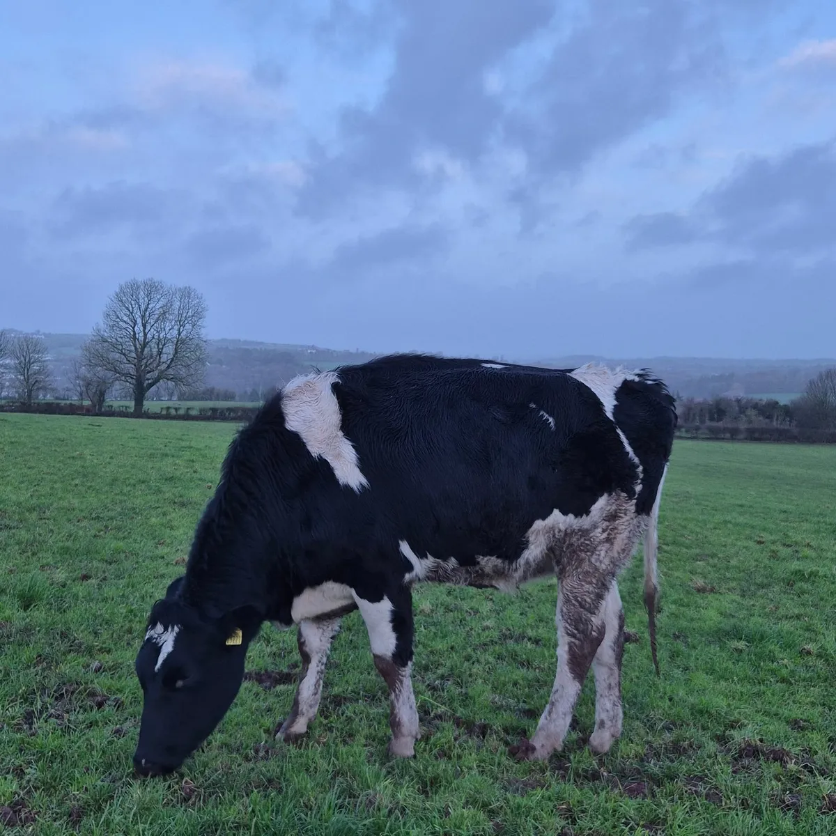 Incalf Fresian heifers - Image 1