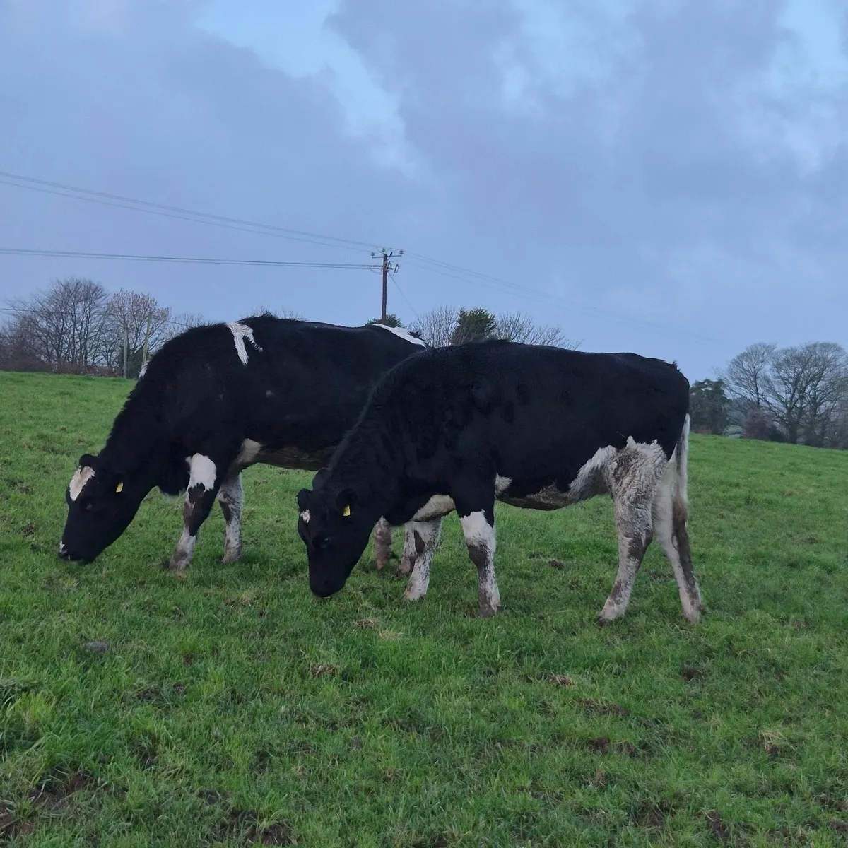 Incalf Fresian heifers - Image 2