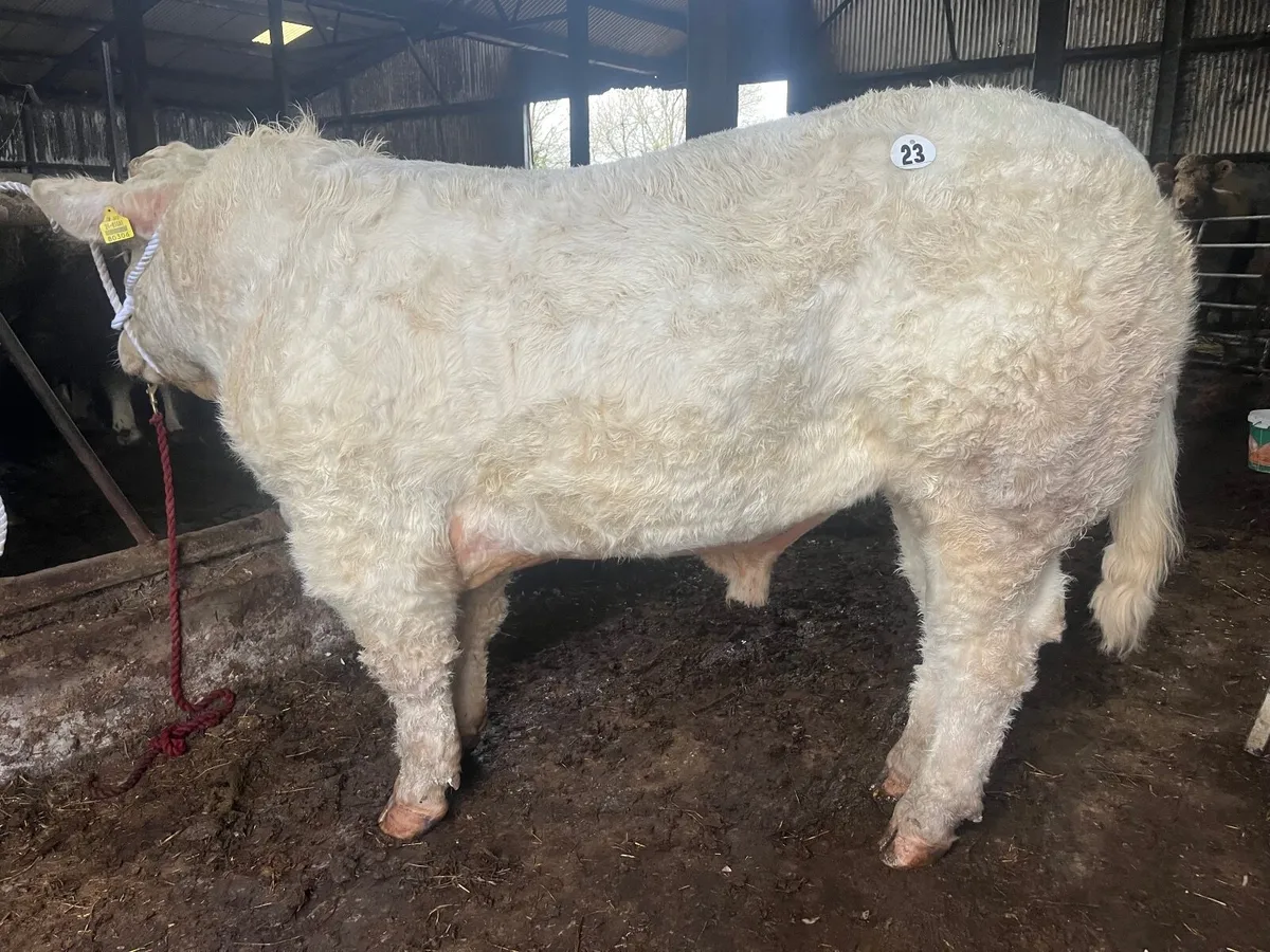 ⭐️5* Pedigree Charolais Bull⭐️ - Image 1
