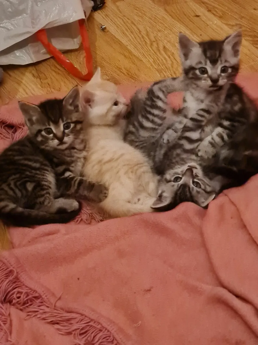 Cat - Image 3
