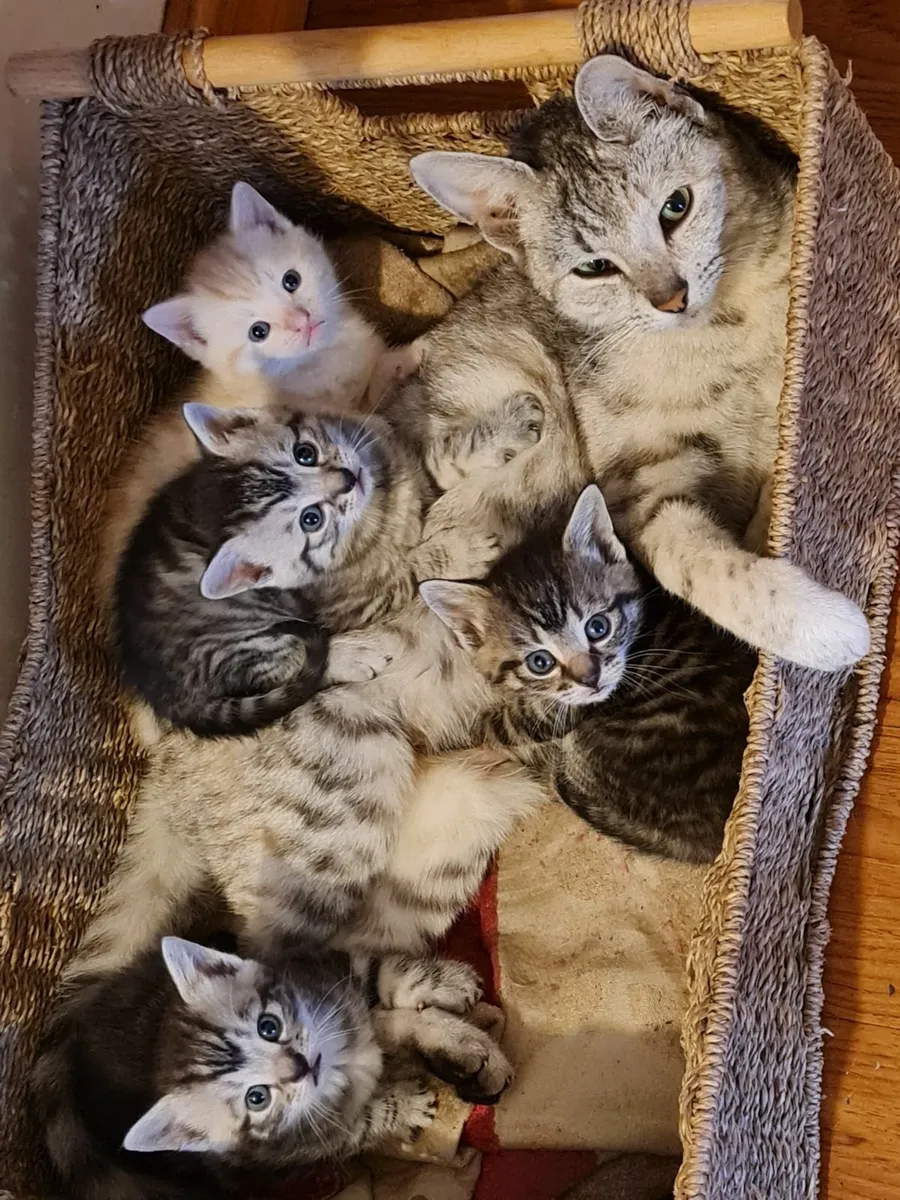 Cat - Image 4