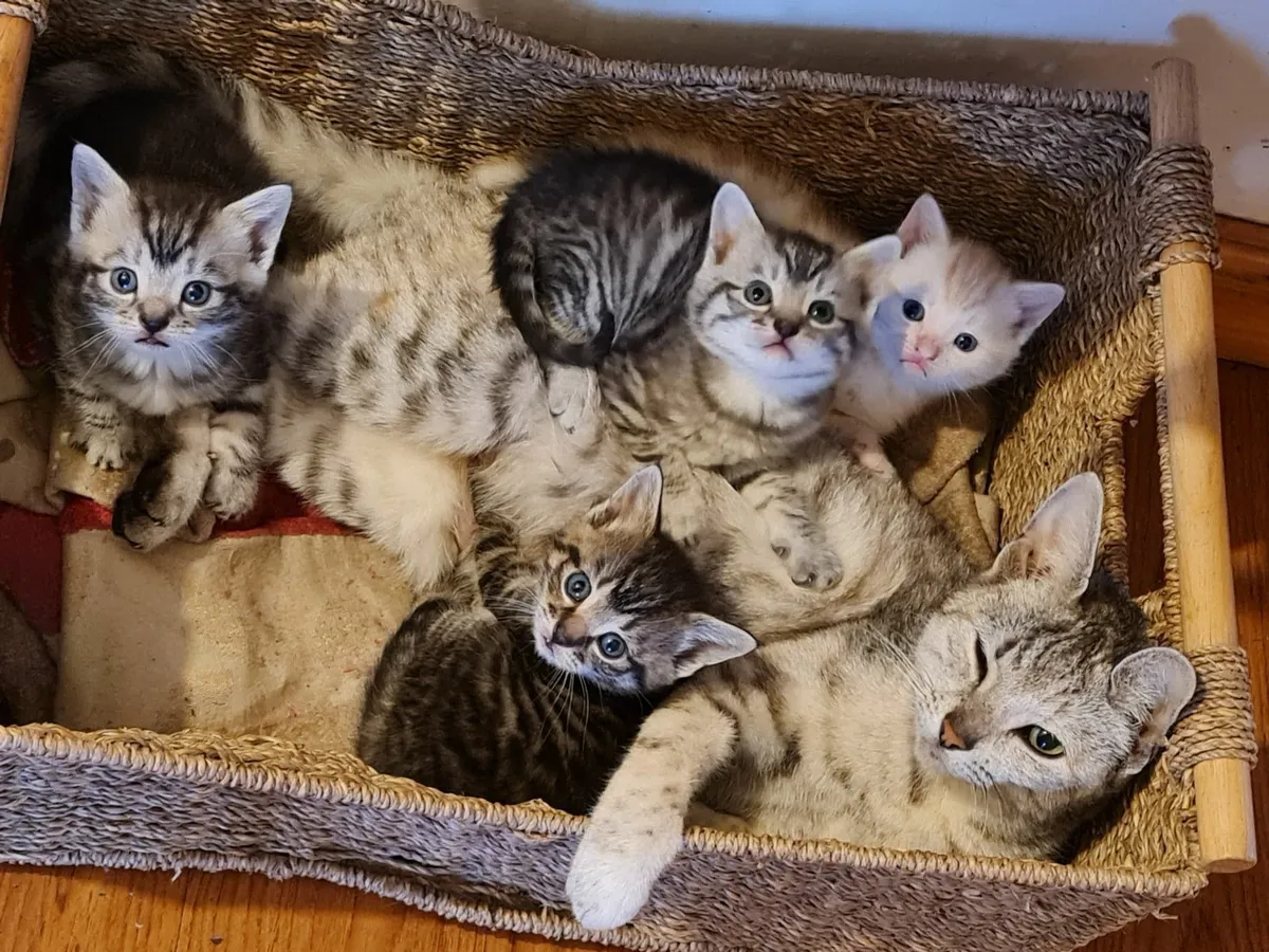 Cat - Image 1