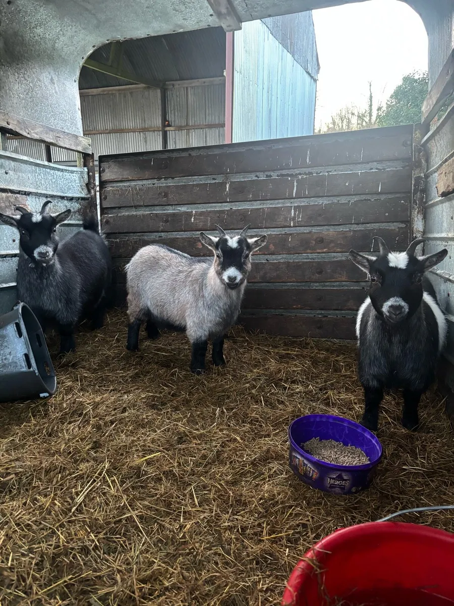 Pygmy goats - Image 1