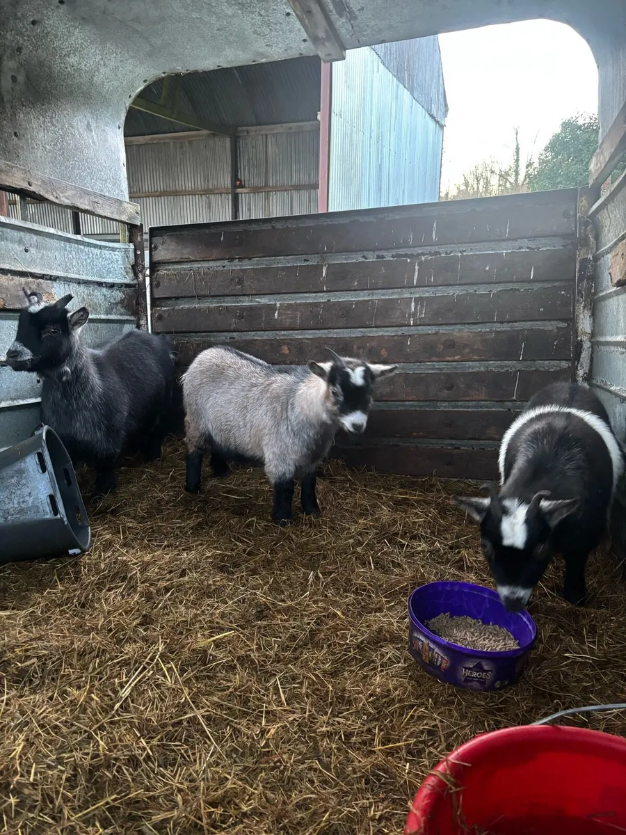 Pygmy goats - Image 2