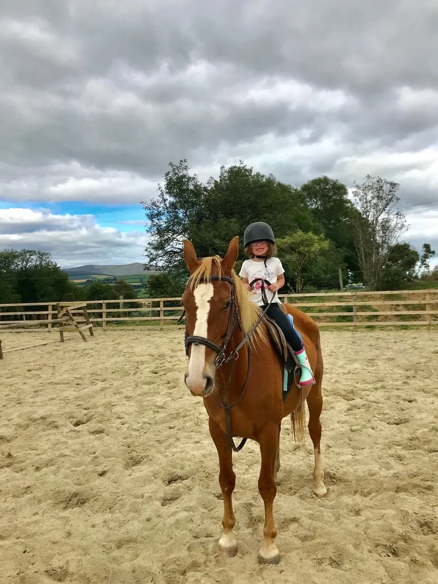 Ideal beginner Horse - Image 1