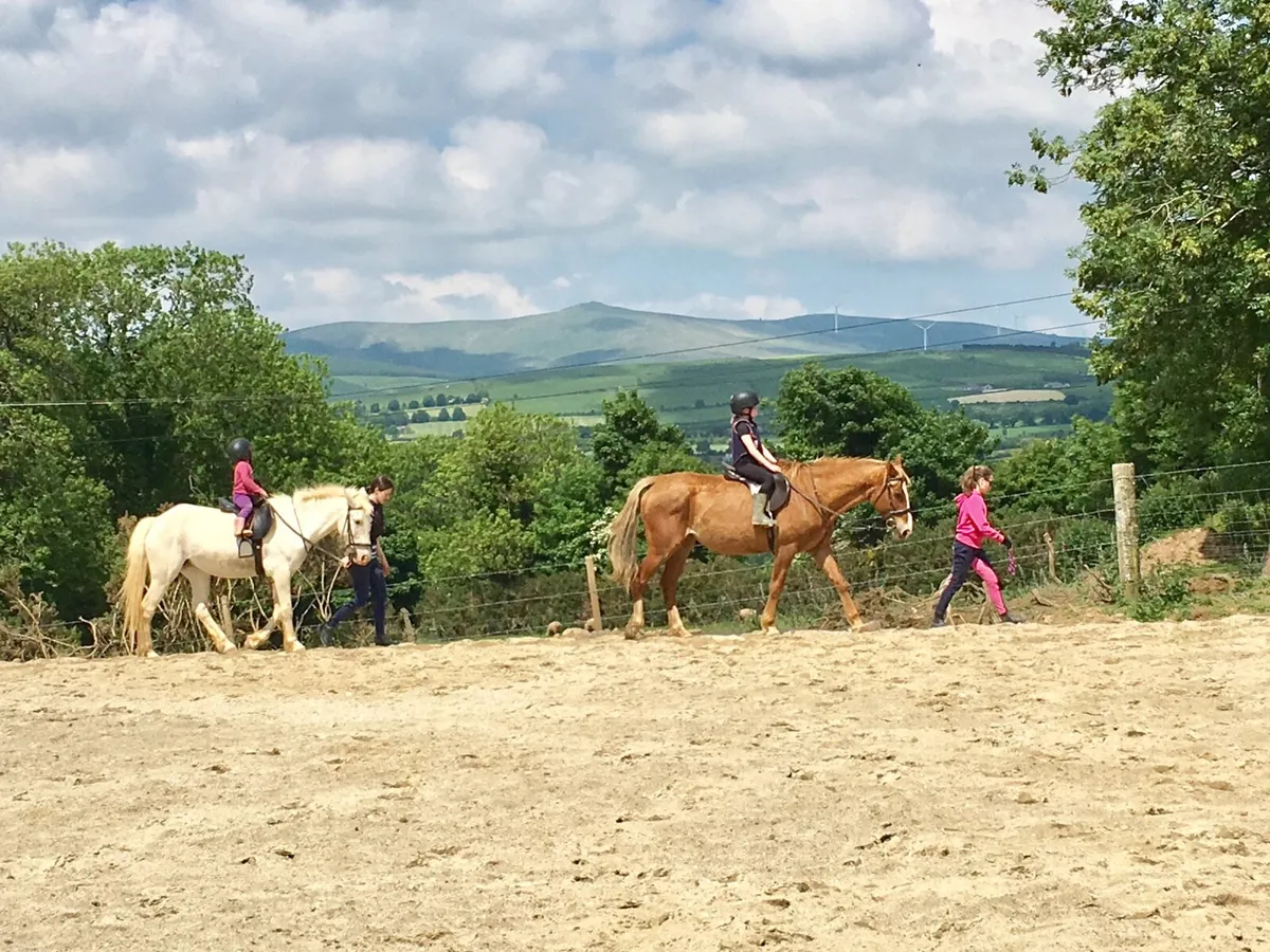 Ideal beginner Horse - Image 4