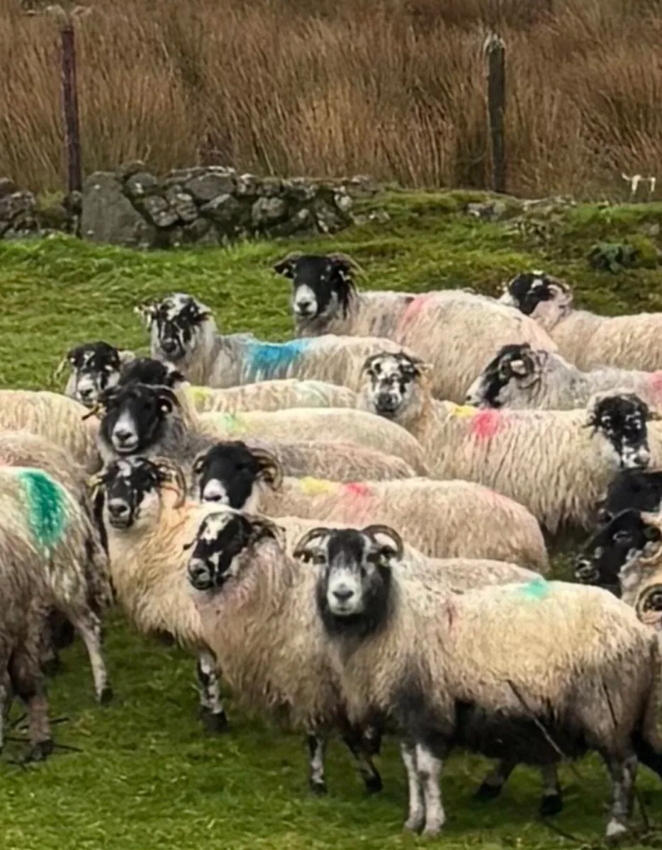 80 Mixed Mouth Ewes For Sale. - Image 2