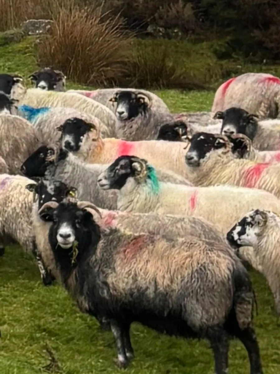 80 Mixed Mouth Ewes For Sale. - Image 3