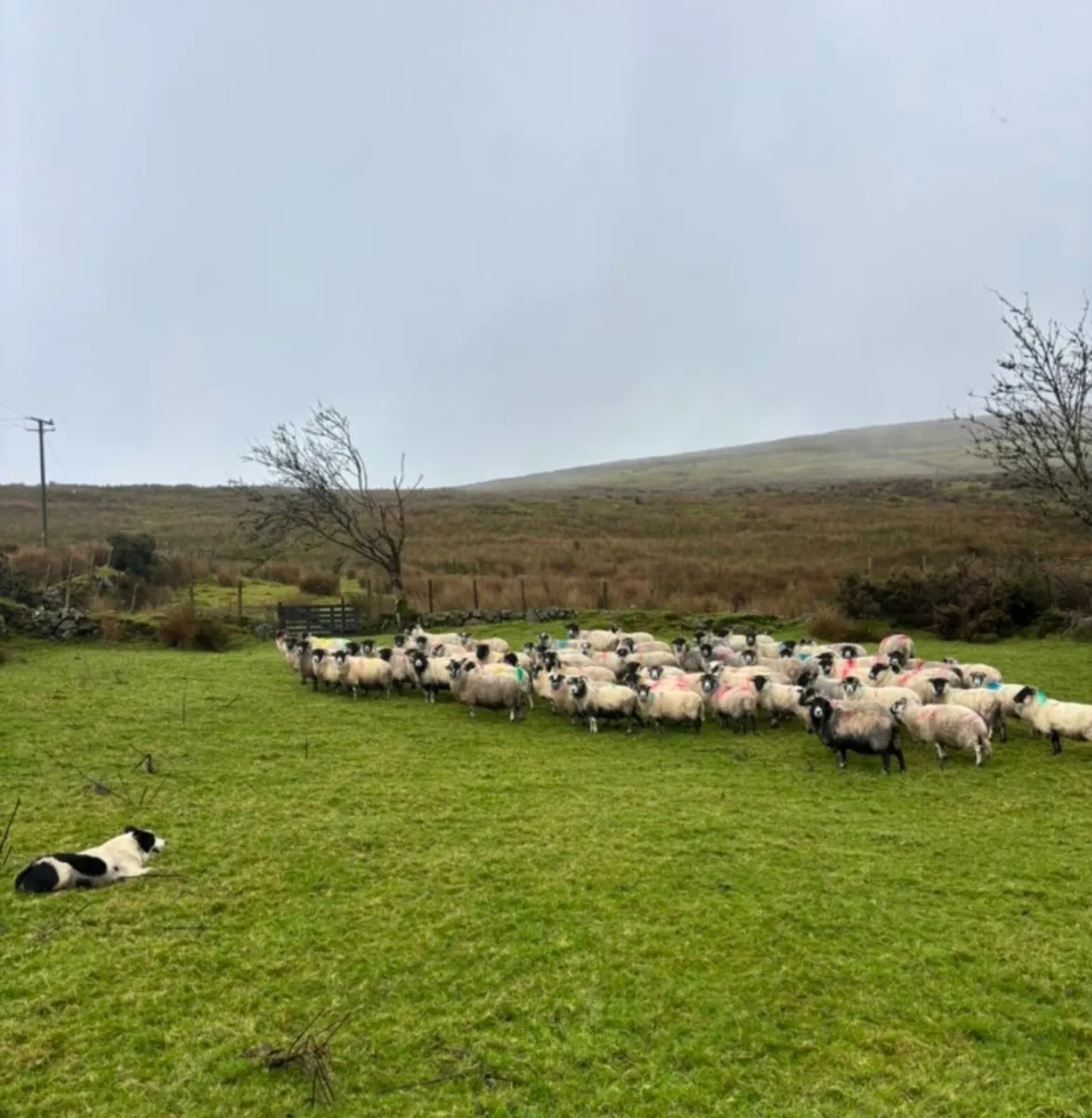 80 Mixed Mouth Ewes For Sale. - Image 4