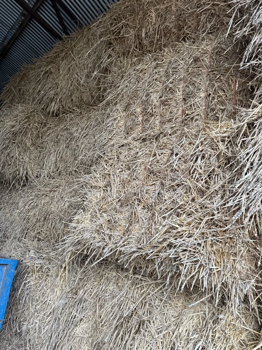 Wheaten Straw - Image 2