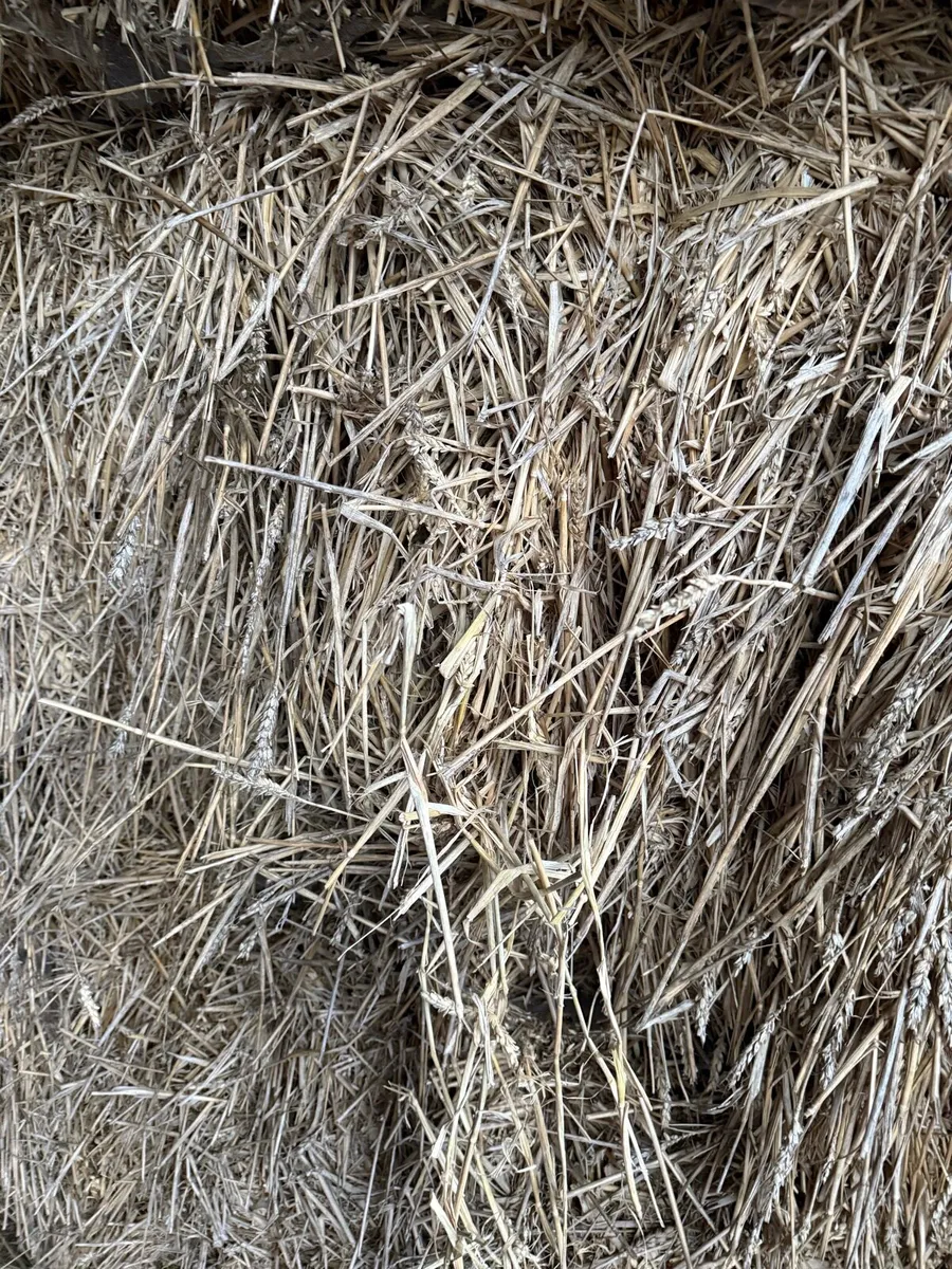 Wheaten Straw - Image 1