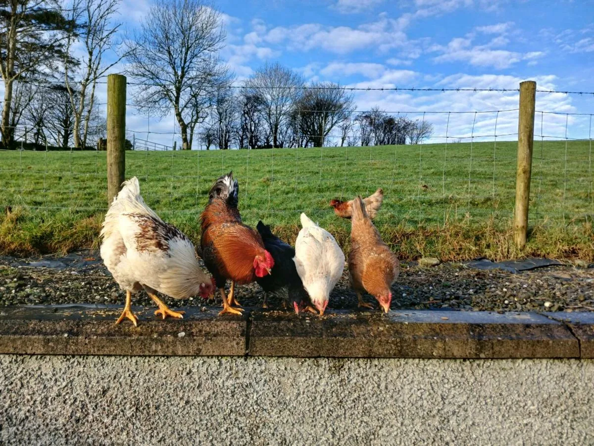 5 hens, 1 rooster  and a coup. - Image 2