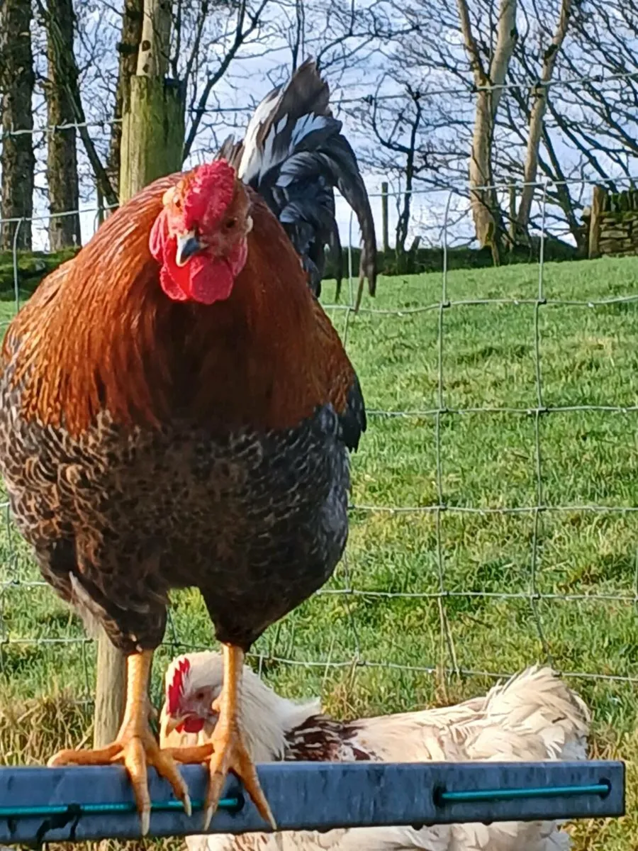 5 hens, 1 rooster  and a coup. - Image 4