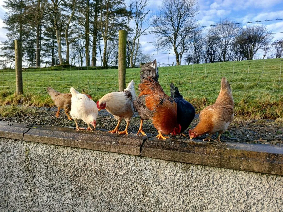 5 hens, 1 rooster  and a coup. - Image 1