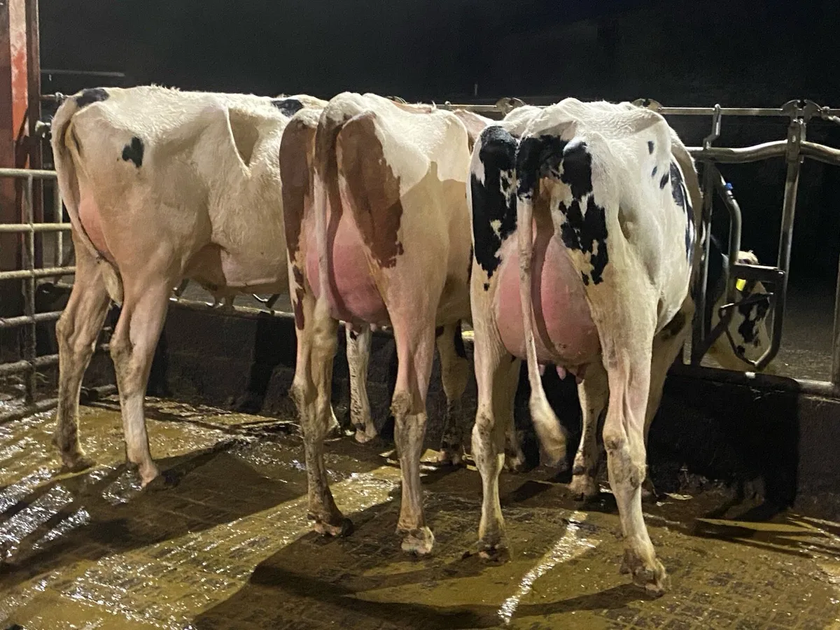 4 Fresh calved hfrs for sale- as group or individ. - Image 4