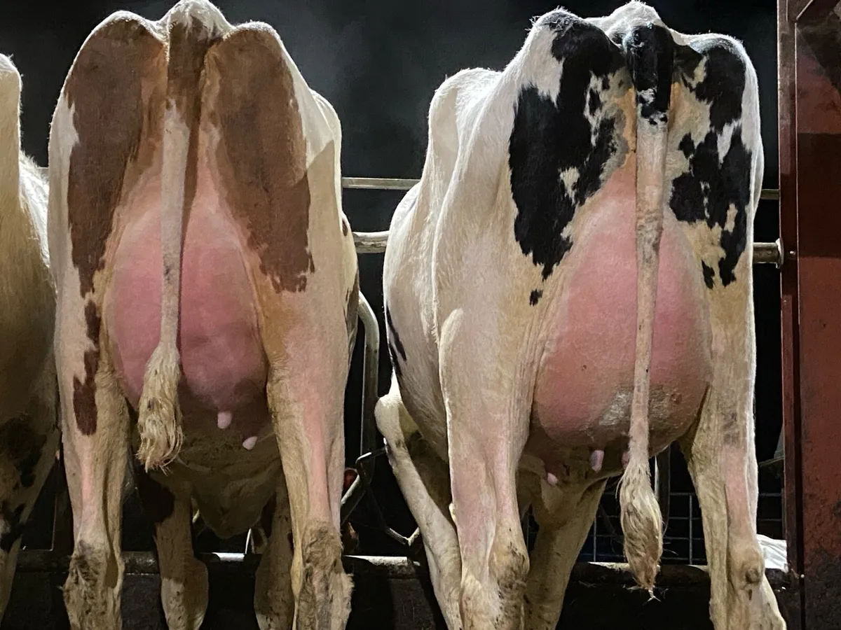 4 Fresh calved hfrs for sale- as group or individ. - Image 1