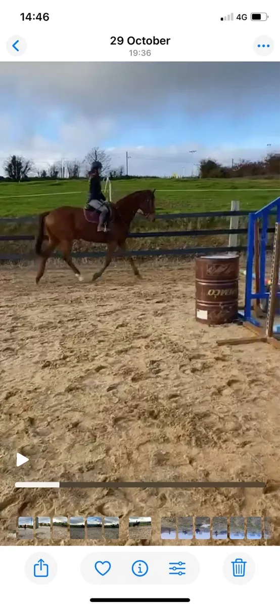 Horse - Image 2